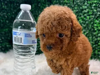 Toy Poodle dogs for sale: Phoenix - Ad 2