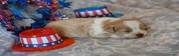 Havapoo dogs for sale: Cody - Ad 2