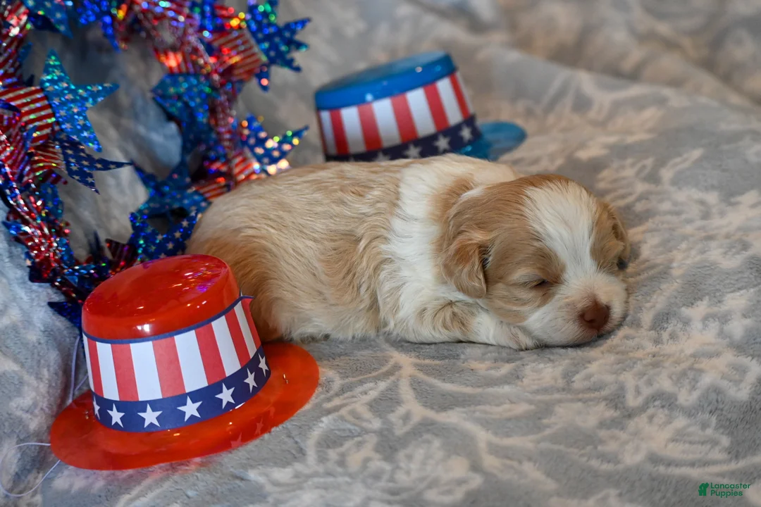Havapoo dogs for sale: Cody - Ad 2