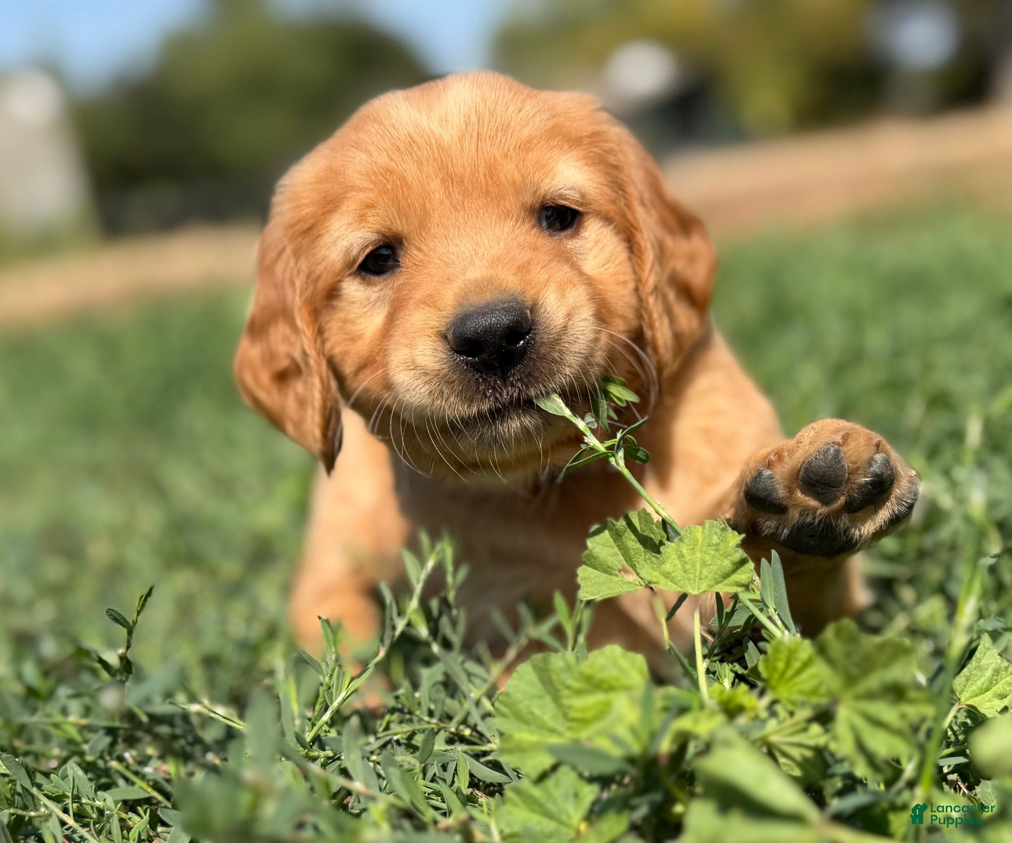 Golden Retriever dogs Golden Retriever 10 - Ad 24