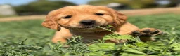 Golden Retriever dogs for sale: Golden Retriever 10 - Ad 1