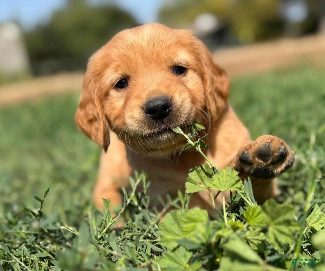 Golden Retriever dogs for sale: Golden Retriever 10 - Ad 1
