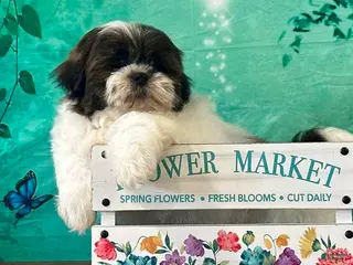 Shih Tzu dogs for sale: Oliver - Ad 3