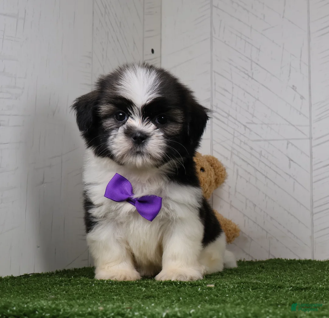 Shih Tzu dogs for sale: Cooper - Ad 2