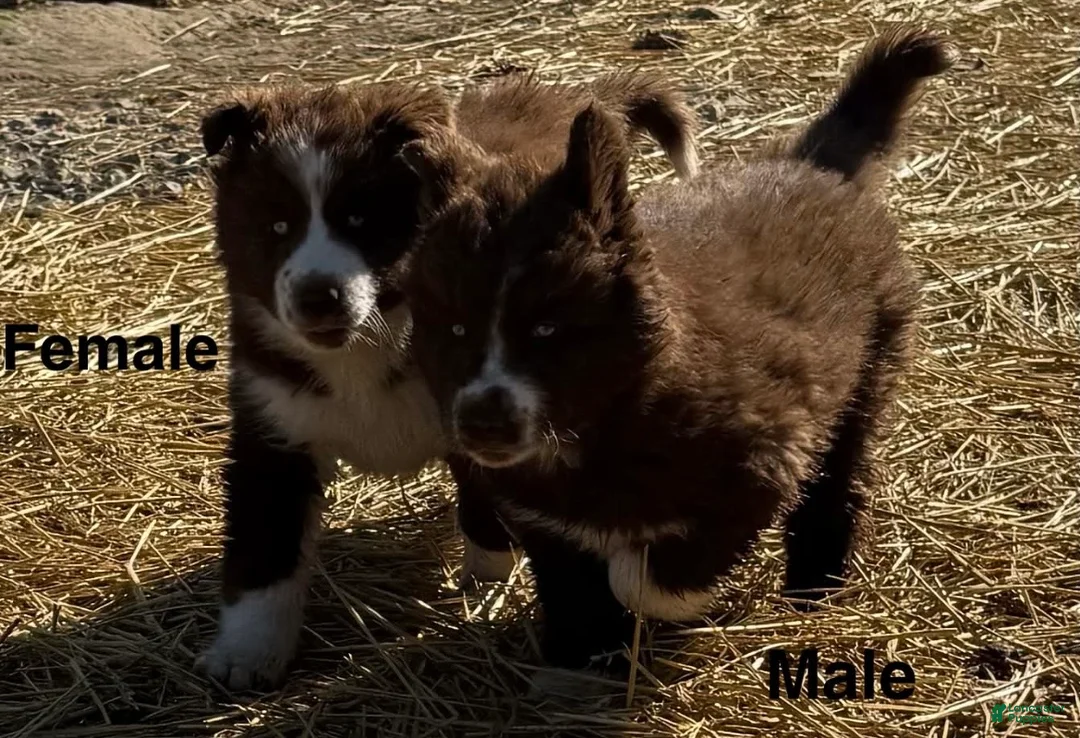 Siberian Husky dogs for sale: Snickers  - Ad 2