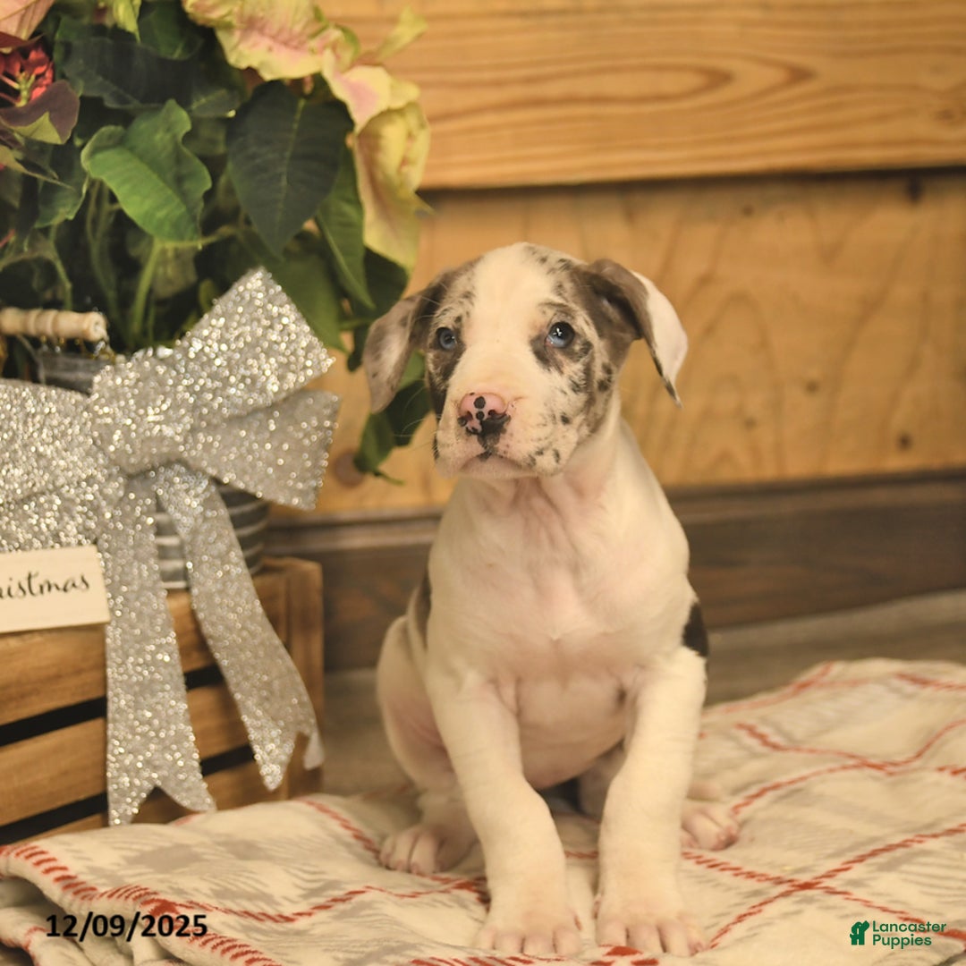 Great Dane dogs for sale: Arwin  - Ad 1