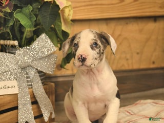 Great Dane dogs Arwin - Ad 31