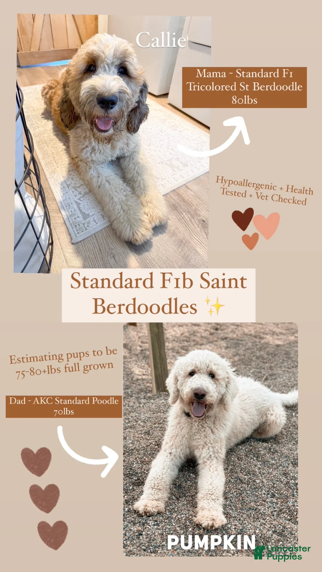 Saint Berdoodles dogs for sale: Calliope - Standard F1b - Ad 2