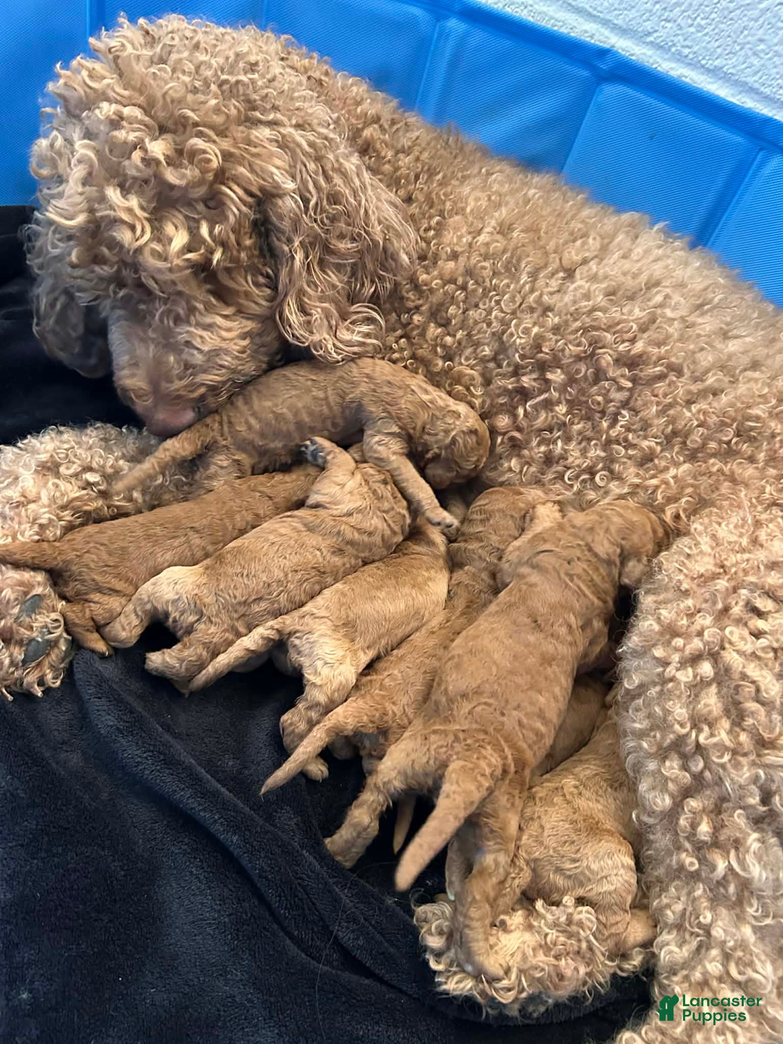 Goldendoodle dogs for sale: Goldendoodle Puppy 2 - Ad 3