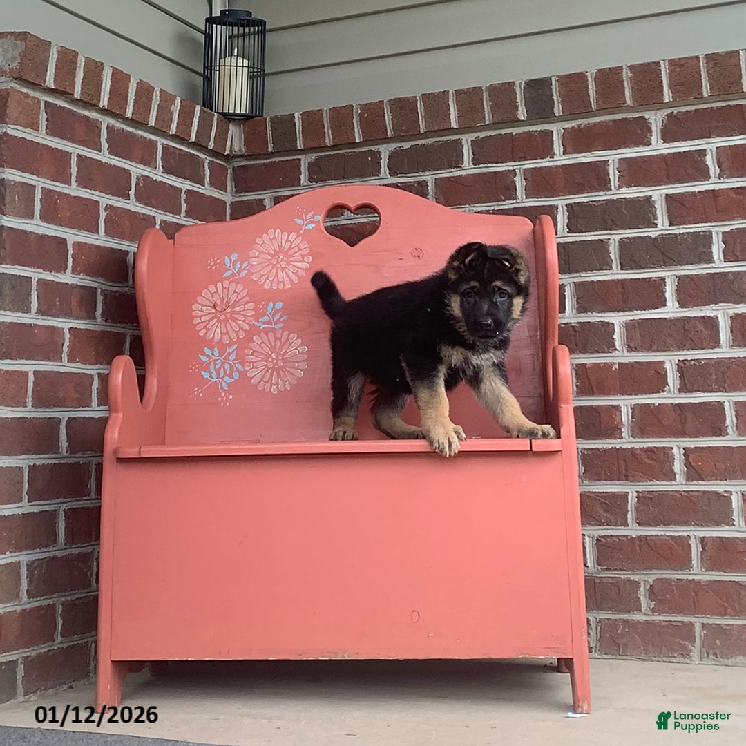 German Shepherd dogs for sale: Buddy - Ad 1