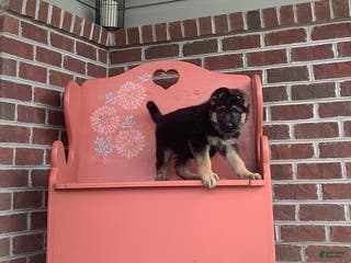 German Shepherd dogs Buddy - Ad 29