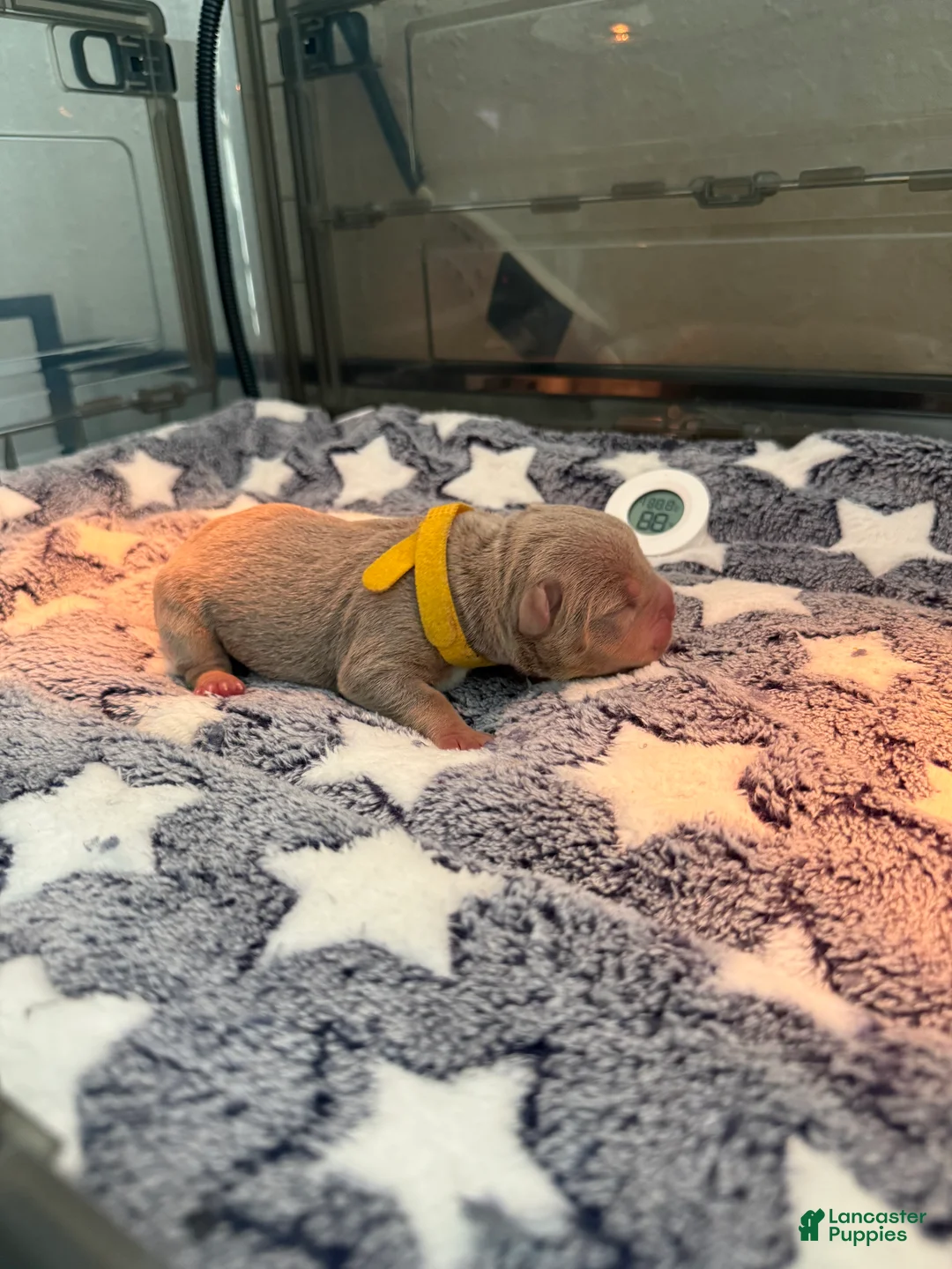 American Bully dogs for sale: American Bully 8 - Ad 1