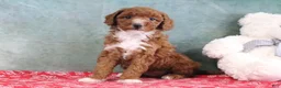 Mini Goldendoodle dogs for sale: Sally - Ad 3