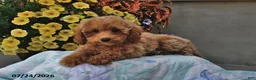 Miniature Poodle dogs for sale: Sage - Ad 3