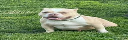 American Bully dogs for sale: FEMALE PINK COLLAR - Ad 4