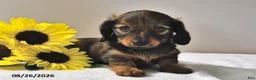 Miniature Dachshund dogs for sale: Cocoa - Ad 1