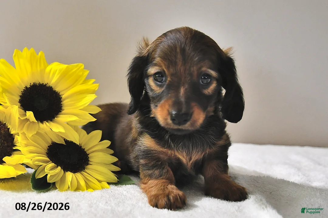 Miniature Dachshund dogs for sale: Cocoa - Ad 1