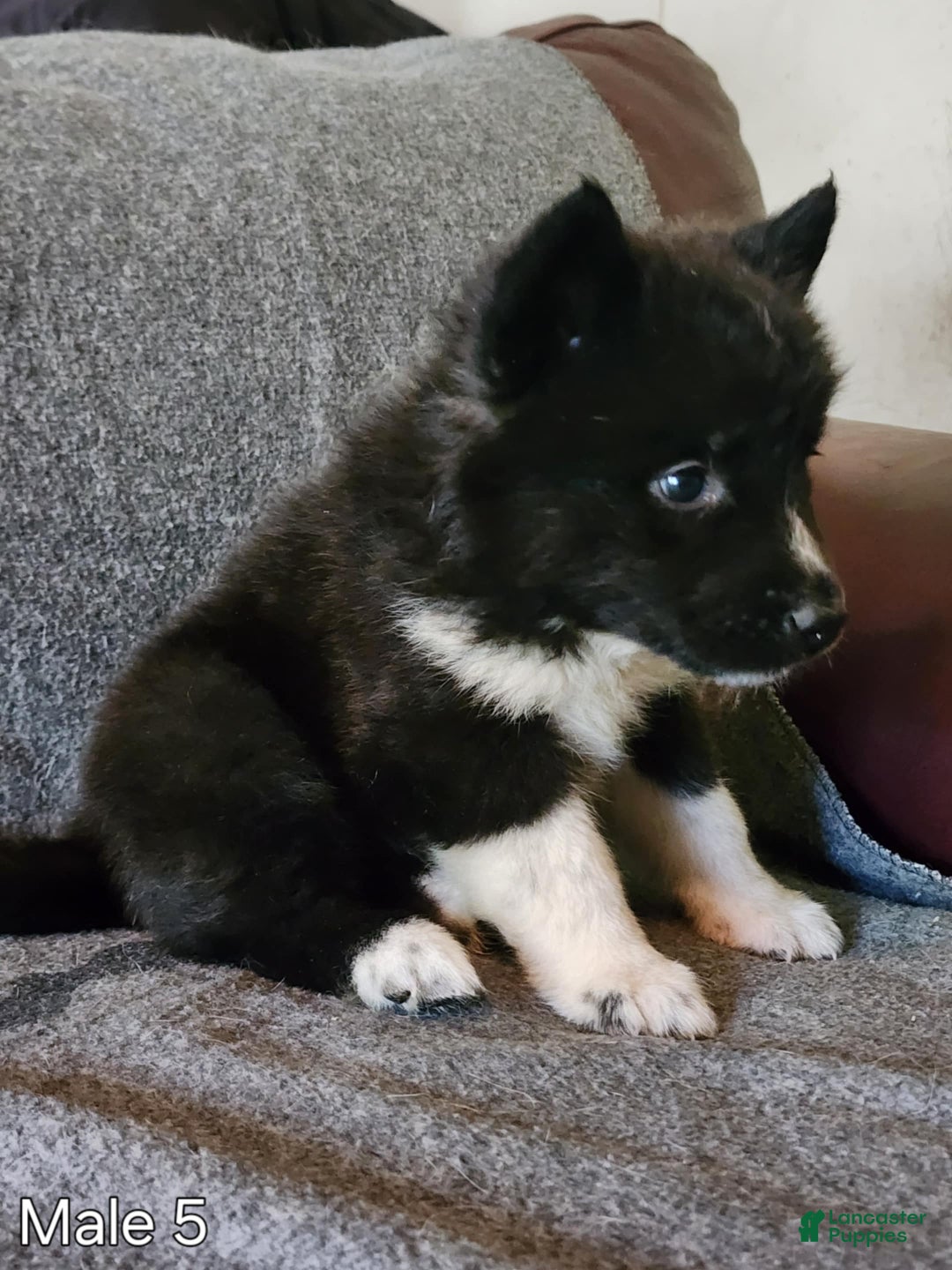 Akita dogs for sale: Akita Puppy Girl 5 - Ad 28