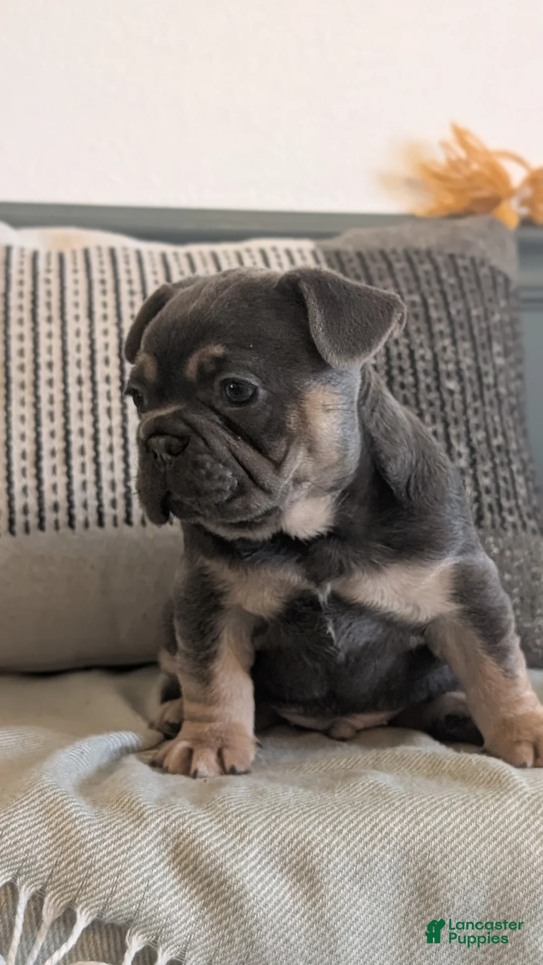 French Bulldog dogs for sale: Riley - Ad 5