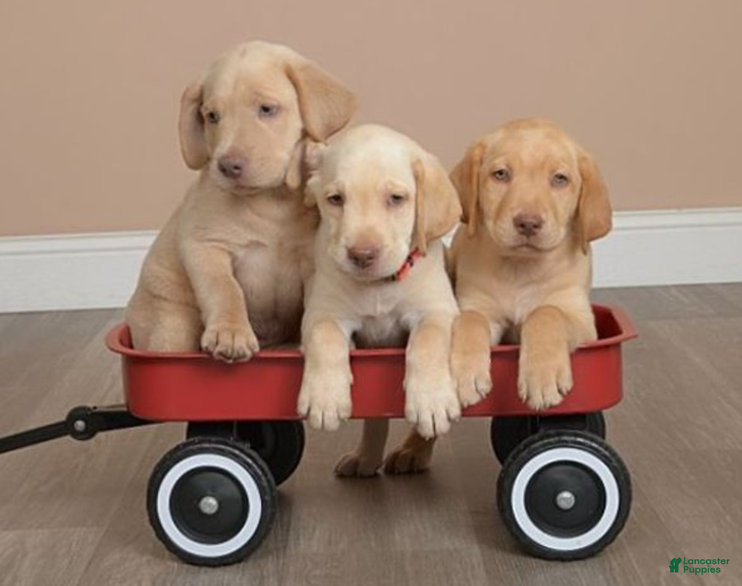 Labrador Retriever dogs for sale: Labrador Retriever Puppy 5 - Ad 37