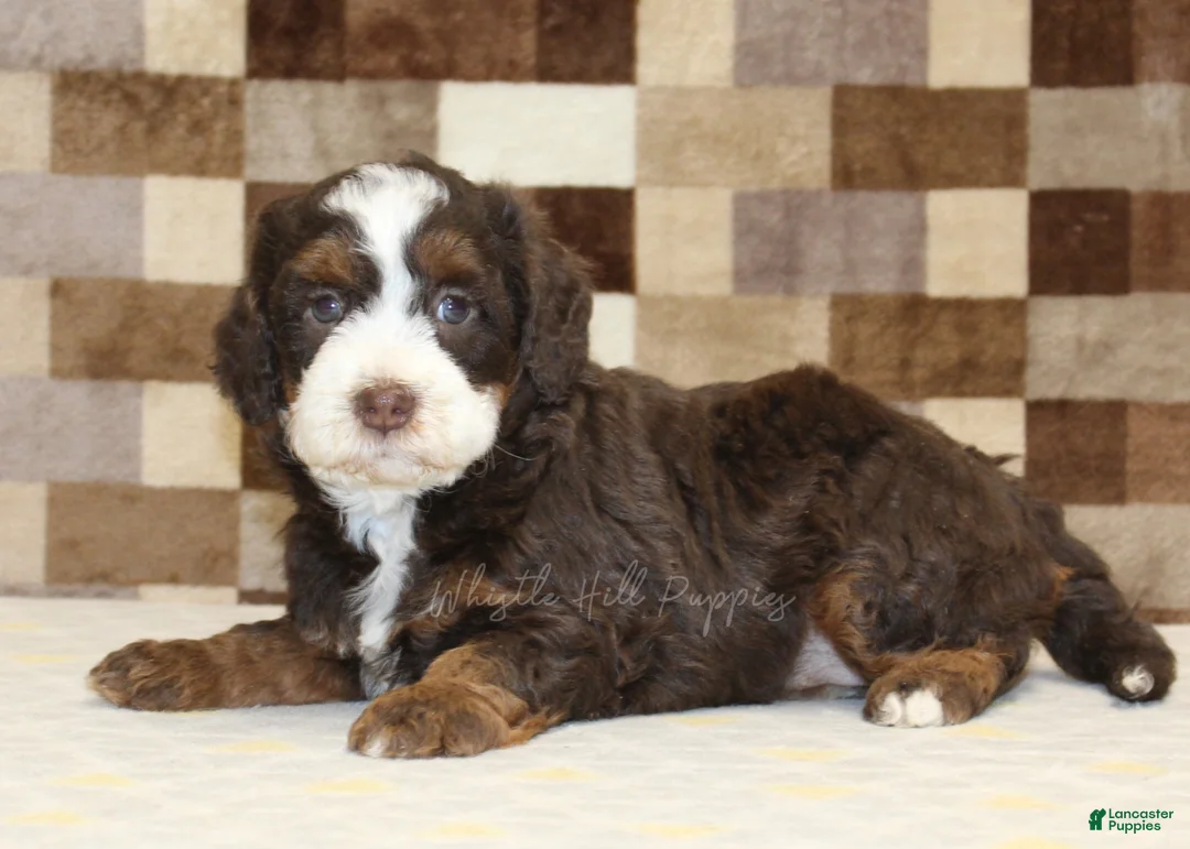 Mini Bernedoodle dogs for sale: Haley - Ad 2