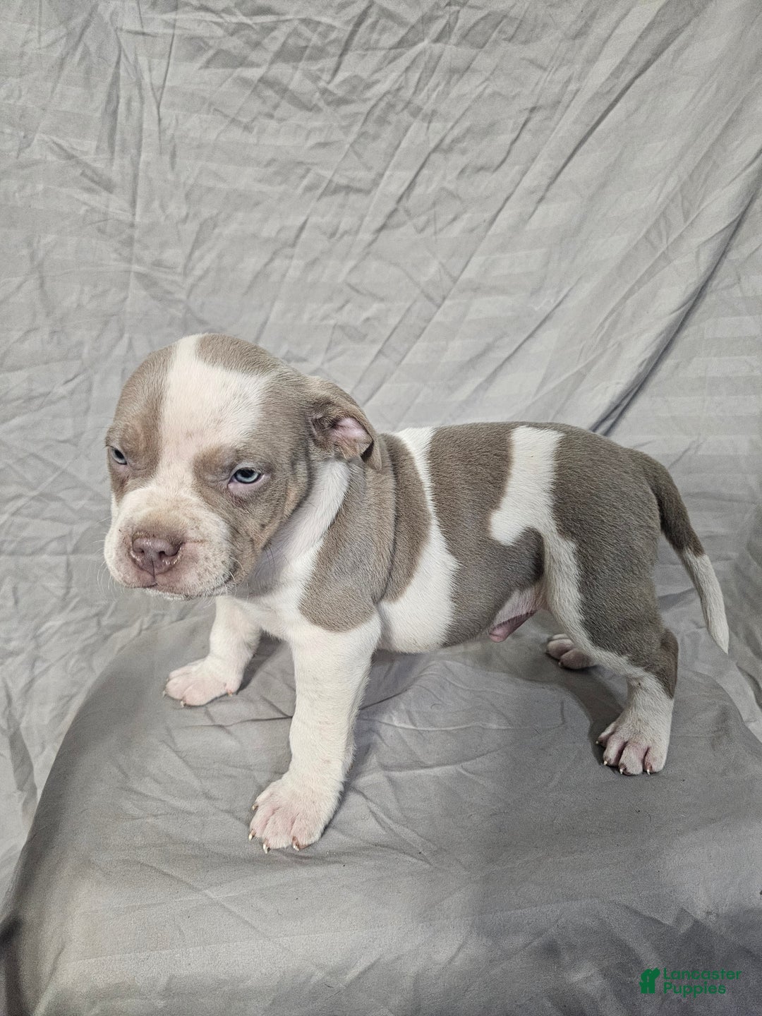 American Bully dogs for sale: Bruiser - Lilac Pied - Ad 13