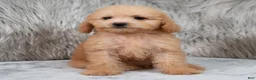 Mini Goldendoodle dogs for sale: Abby ID: 3852 - Ad 5
