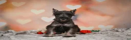 Miniature Schnauzer dogs for sale: Rose - Ad 6