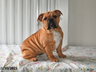 Mixed Breed dogs - Ad 35