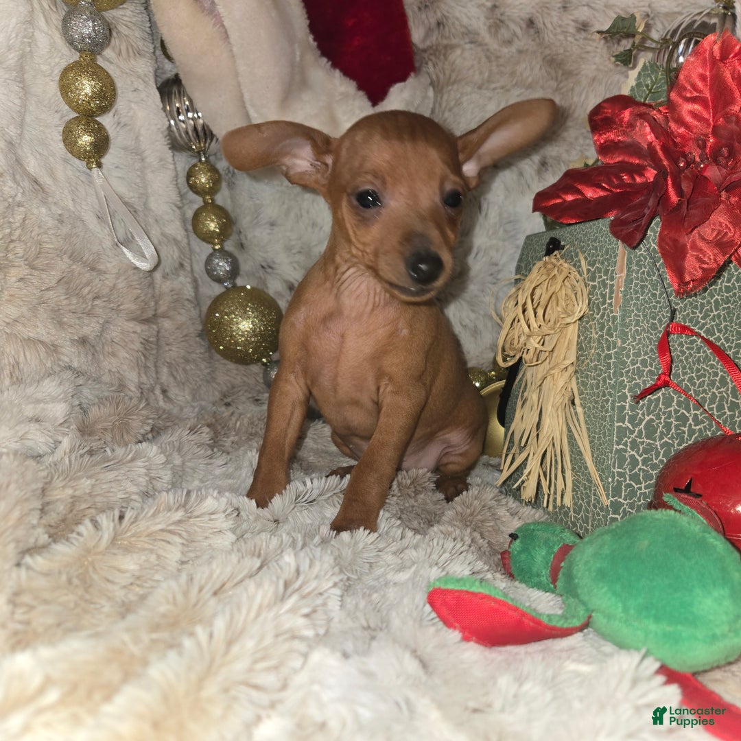 Miniature Pinscher dogs for sale: Rose red - Ad 4