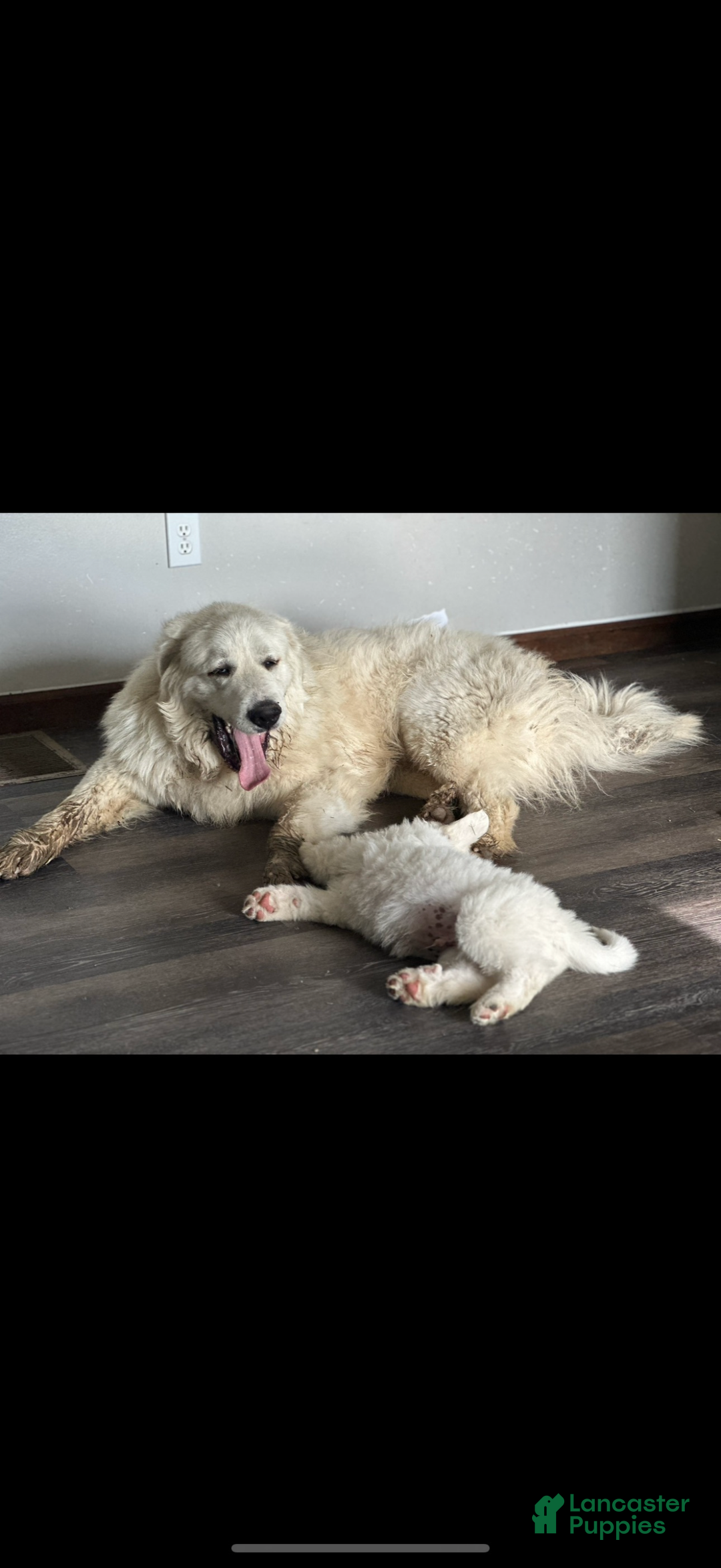 Great Pyrenees dogs for stud: Stud Great Pyrenees  - Ad 3
