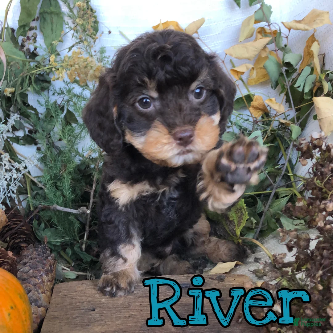 Mixed Breed dogs for sale: Mixed Breed 1 - Ad 1