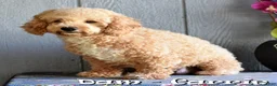 Bichpoo dogs for sale: Candy - Ad 10