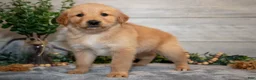 Golden Retriever dogs for sale: Ranger - Ad 2