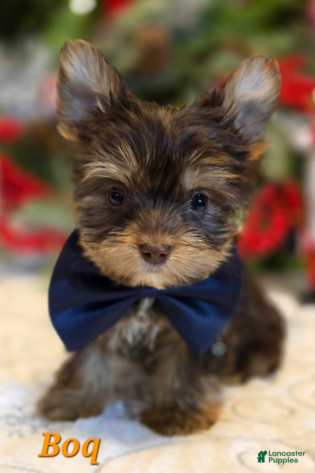 Yorkshire Terrier dogs for sale: Boq – Boy - Ad 1