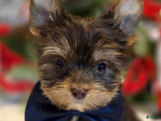Yorkshire Terrier dogs Boq – Boy - Ad 6