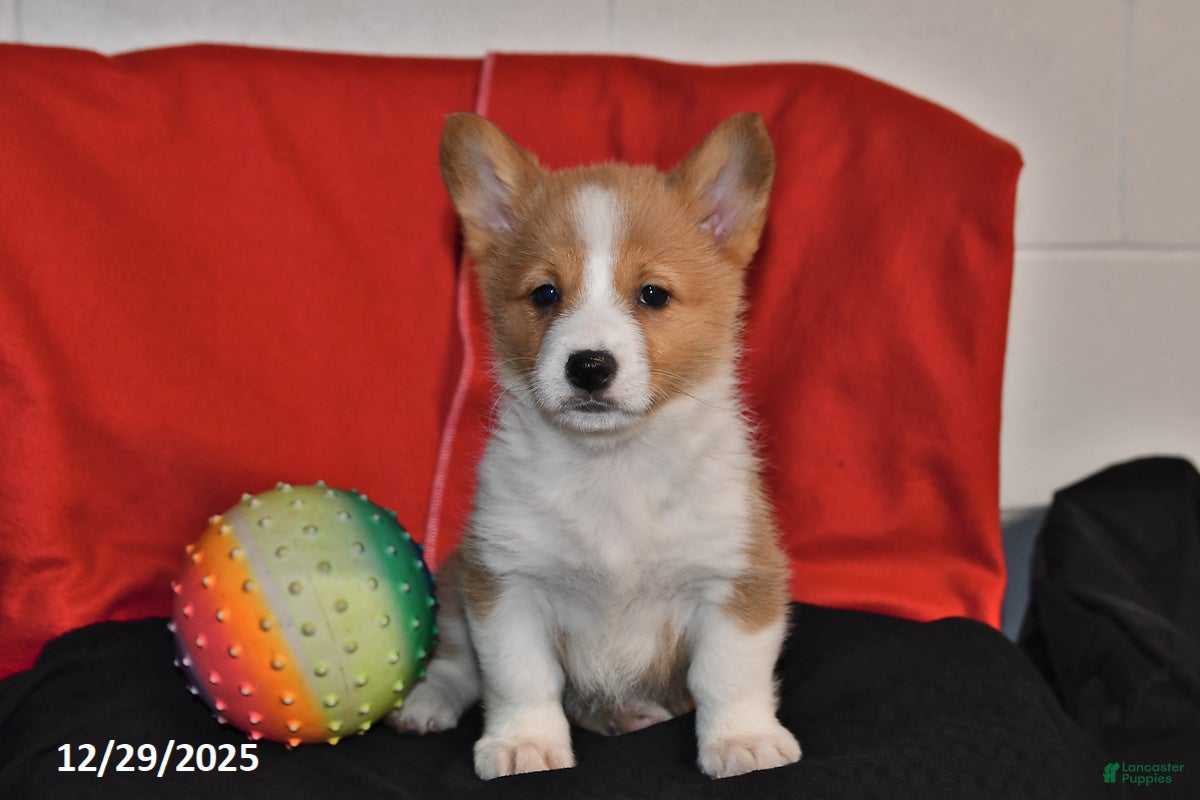Welsh Corgi Pembroke dogs Chloe - Ad 10