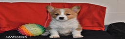 Welsh Corgi Pembroke dogs for sale: Chloe - Ad 1