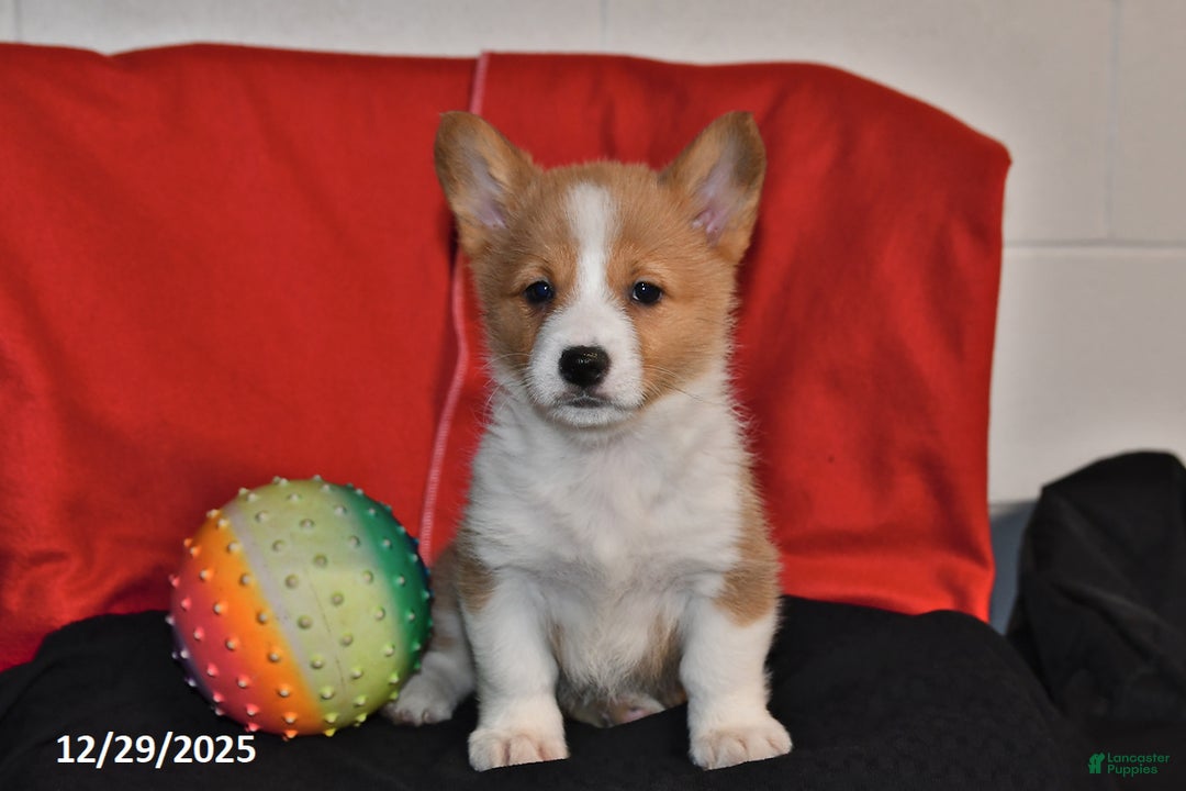 Welsh Corgi Pembroke dogs for sale: Chloe - Ad 1