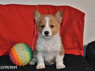 Welsh Corgi Pembroke dogs Chloe - Ad 27