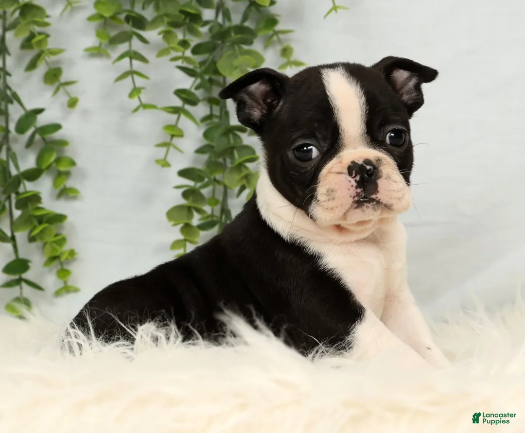 Frenchton dogs for sale: Jade - Ad 4