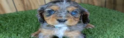 Cavalier King Charles Spaniel dogs for sale: Bertha Boy 2 - Ad 1