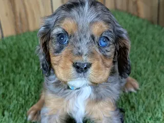 Cavalier King Charles Spaniel dogs Bertha Boy 2 - Ad 32