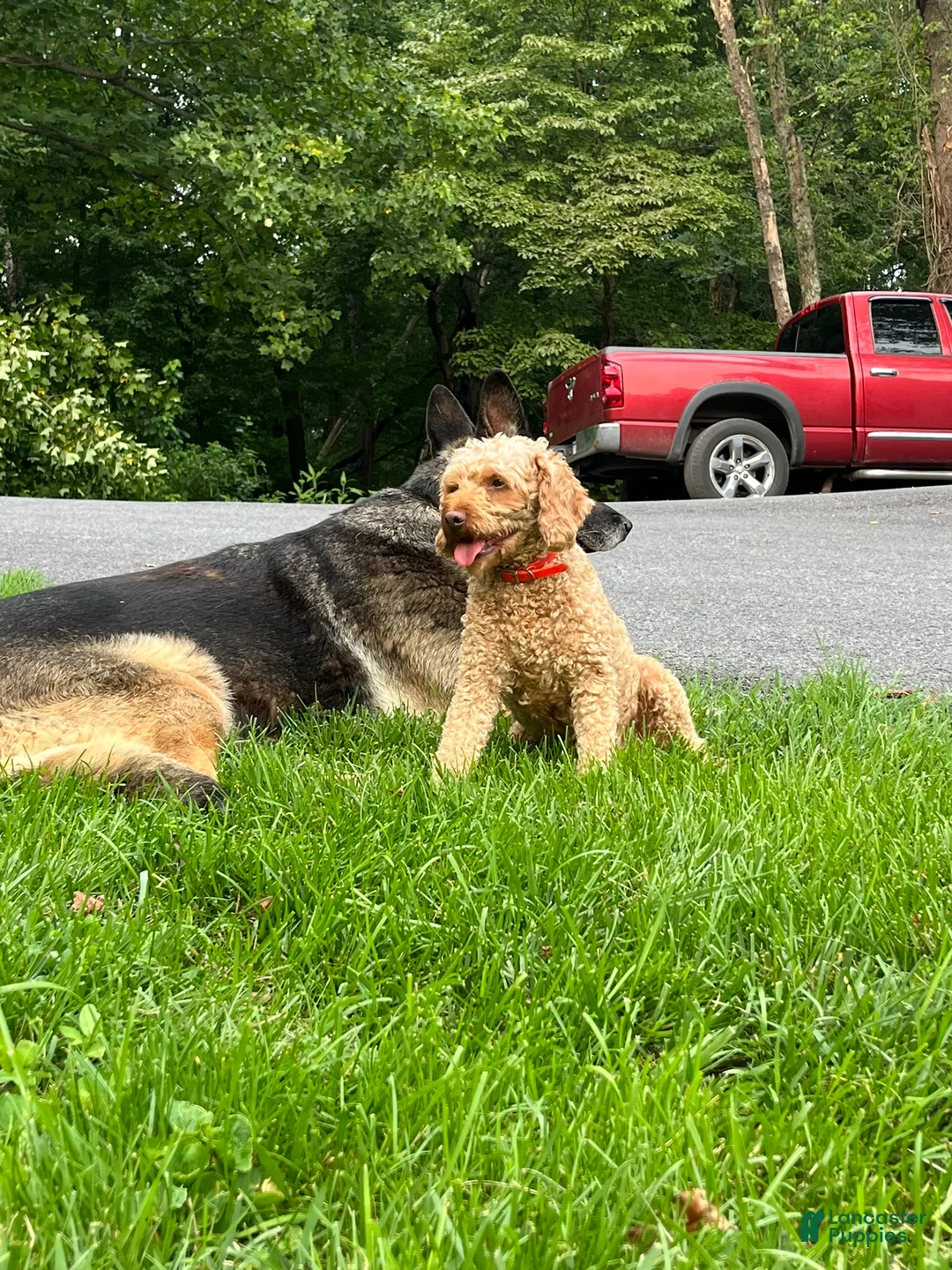 Mini Goldendoodle dogs for sale: Daisy - Ad 5