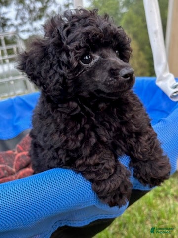Toy Poodle dogs Pooh - Ad 2