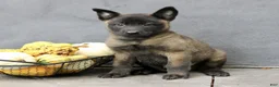 Belgian Malinois dogs for sale: Ranger  - Ad 2