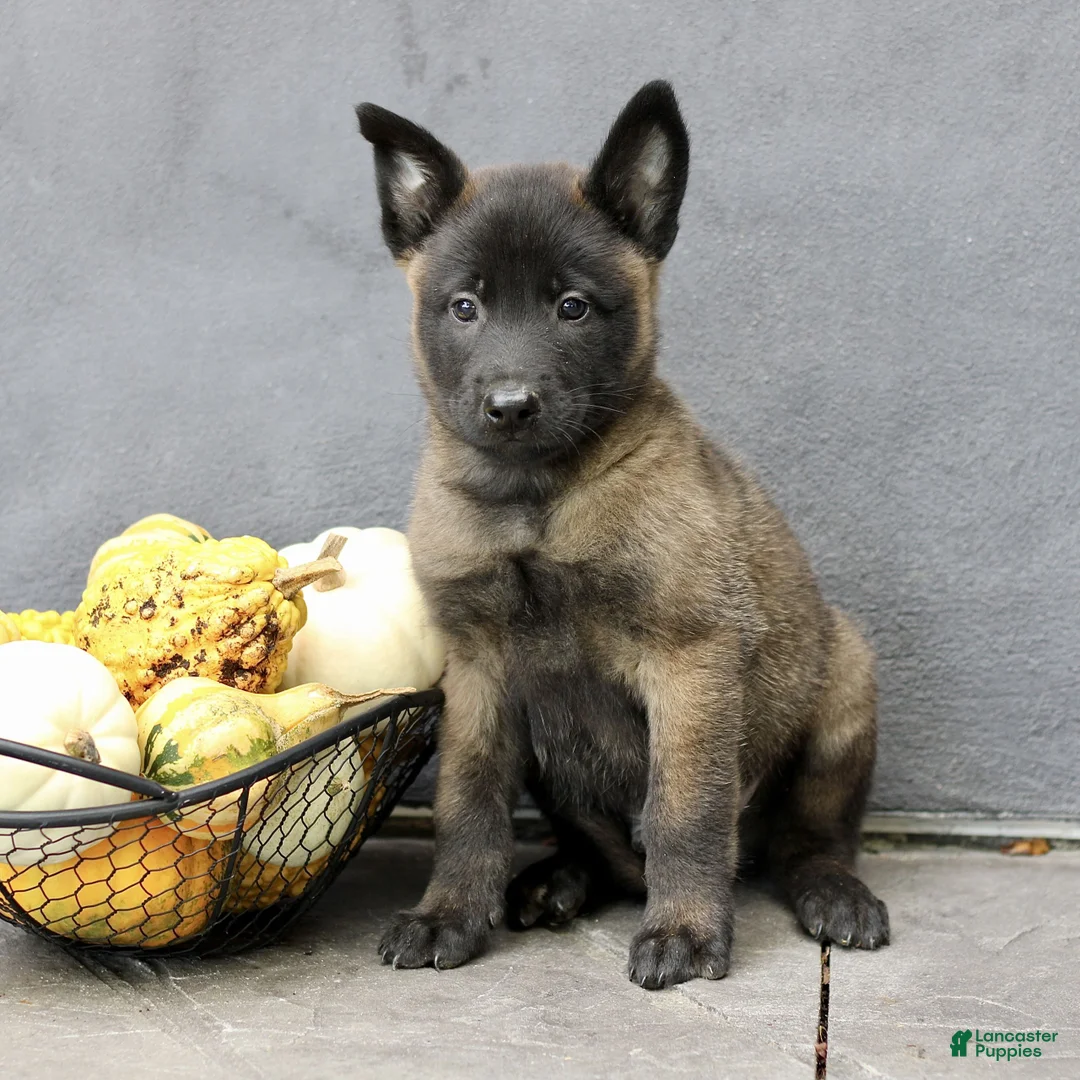 Belgian Malinois dogs for sale: Ranger  - Ad 2