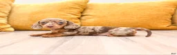 Miniature Dachshund dogs for sale: Ginger - Ad 3