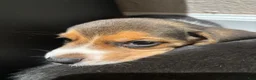 Beagle dogs for sale: Toby - Ad 5