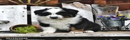 Australian Shepherd dogs for sale: Zack - Ad 3